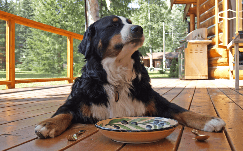 Can Dogs Eat Beef Jerky? - Graze jerky